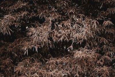 Full frame shot of trees on field at night