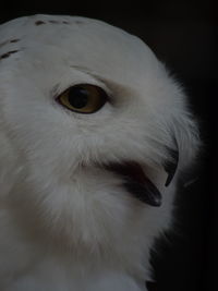 Close-up portrait of a bird