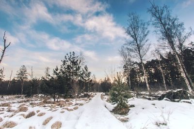 Bare trees on snow covered field