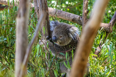 Lovely koala holding tree in melbourne zoo, australia