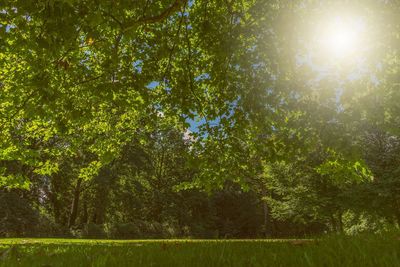 Trees against sunlight