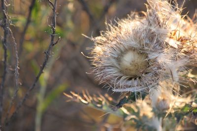 Close-up of plant against blurred background