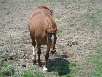 Brown horse on sunny field