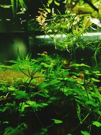 Close-up of plants floating on water