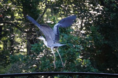 Bird flying in the forest