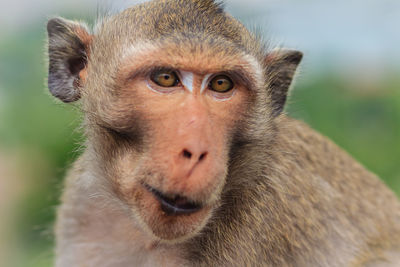 Close-up portrait of cute looking away