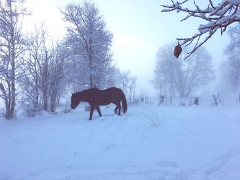 Horse on snow field against sky