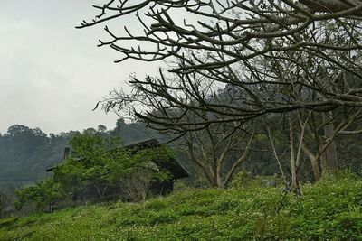 Trees in forest against sky