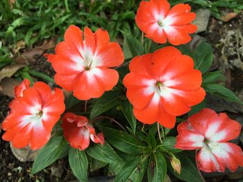 Close-up of red flower