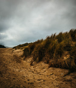 Grass on sand at beach against cloudy sky