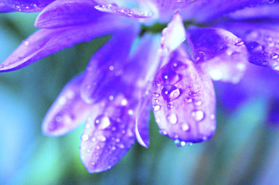 Close-up of wet purple flower blooming outdoors