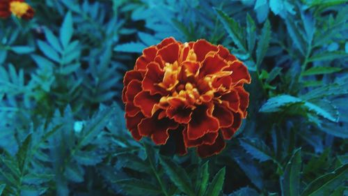 Close-up of orange flower