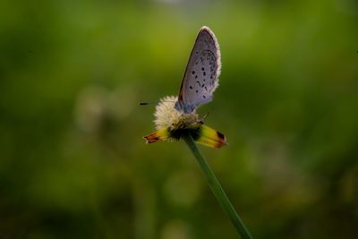 Close-up of butterfly pollinating on flower