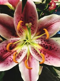 Close-up of day lily blooming outdoors