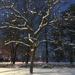 Bare trees on snow covered landscape