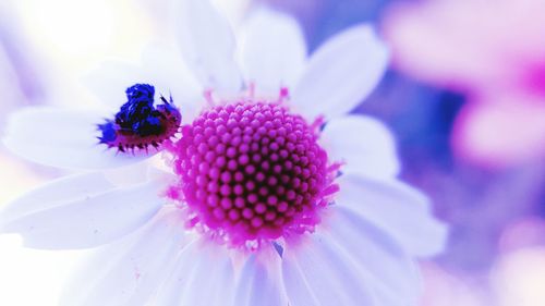 Close-up of purple flowers