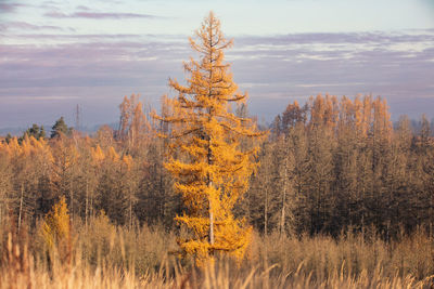 Trees on field against sky during autumn