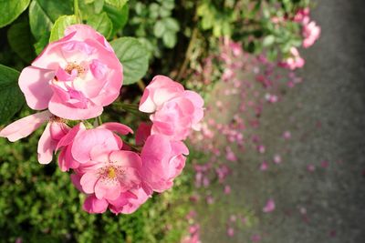 Close-up of wet pink flowers