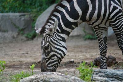 Zebra standing in field