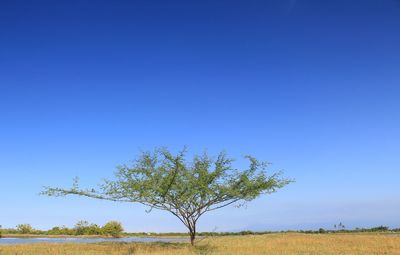 Tree on field against clear blue sky