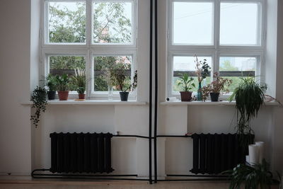 Potted plants on window sill at home