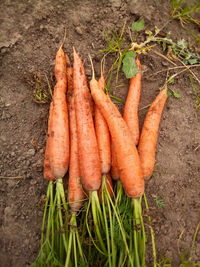 High angle view of meat on plant