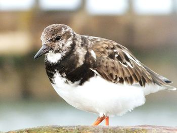 Close-up of bird perching outdoors