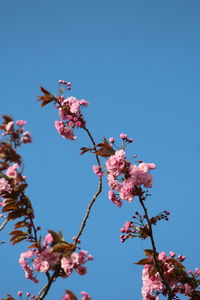 Low angle view of cherry blossom against clear blue sky