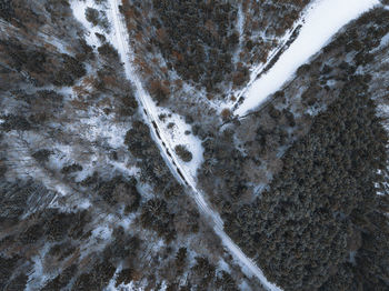Aerial view of pine trees on snow covered mountain
