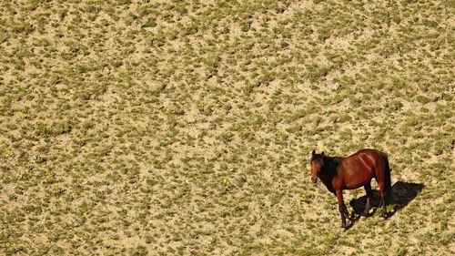 High angle view of horse standing on field