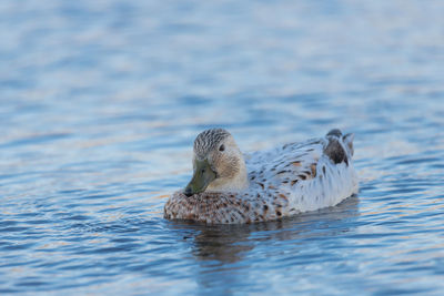 Duck swimming in sea