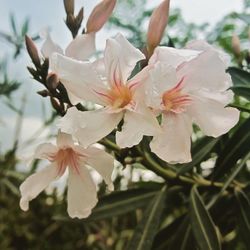 Close-up of white flower