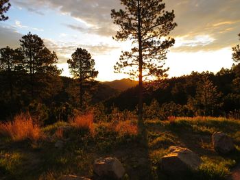 Trees in forest against sky during sunset