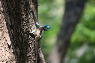 Close-up of lizard on tree trunk