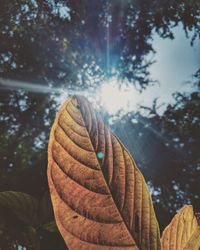 Close-up of dry leaves on tree against sky