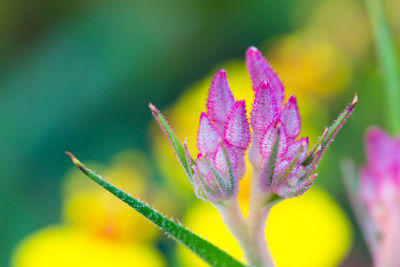 Close-up of pink flowering plant