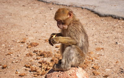 Macaque monkey waiting foe the food from tourists in morocco