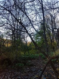 View of trees in forest