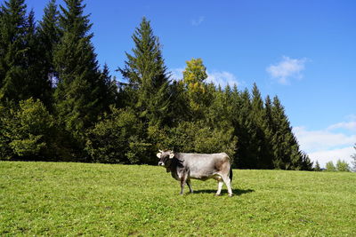 View of a horse on field