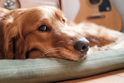 Close-up of dog