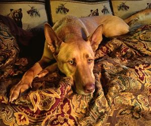 Portrait of dog lying on sofa