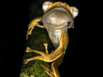 Close-up of lion statue against black background
