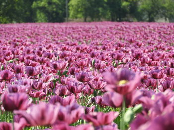 Close-up of pink flowering plants on field