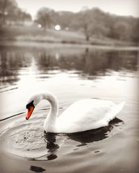 Swan floating on lake