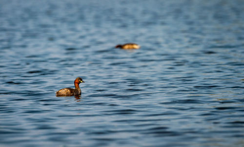 Duck swimming in lake