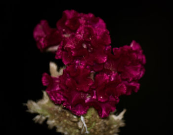 Close-up of pink flowers against black background