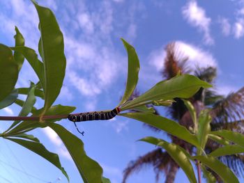 Low angle view of insect on tree against blue sky