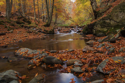 Stream flowing through rocks in forest during autumn