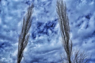 Low angle view of tree against sky
