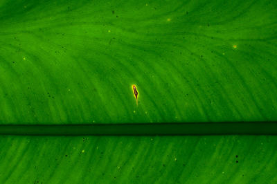 Full frame shot of green leaf